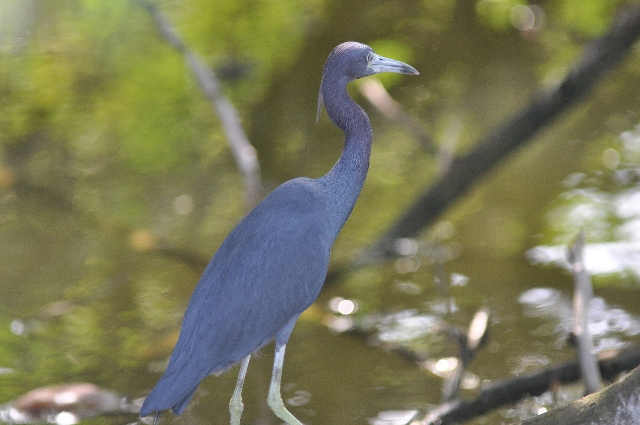 grenada, caribbean, west indie-027.jpg - LITTLE BLUE HERON - GRENADA, CARIBBEAN - 2011
